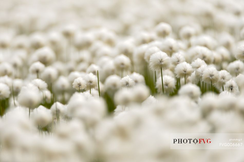 the withe cotton grass covers entire fields of wet