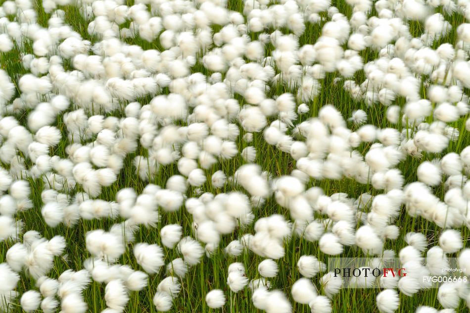 the withe cotton grass covers entire fields of wet