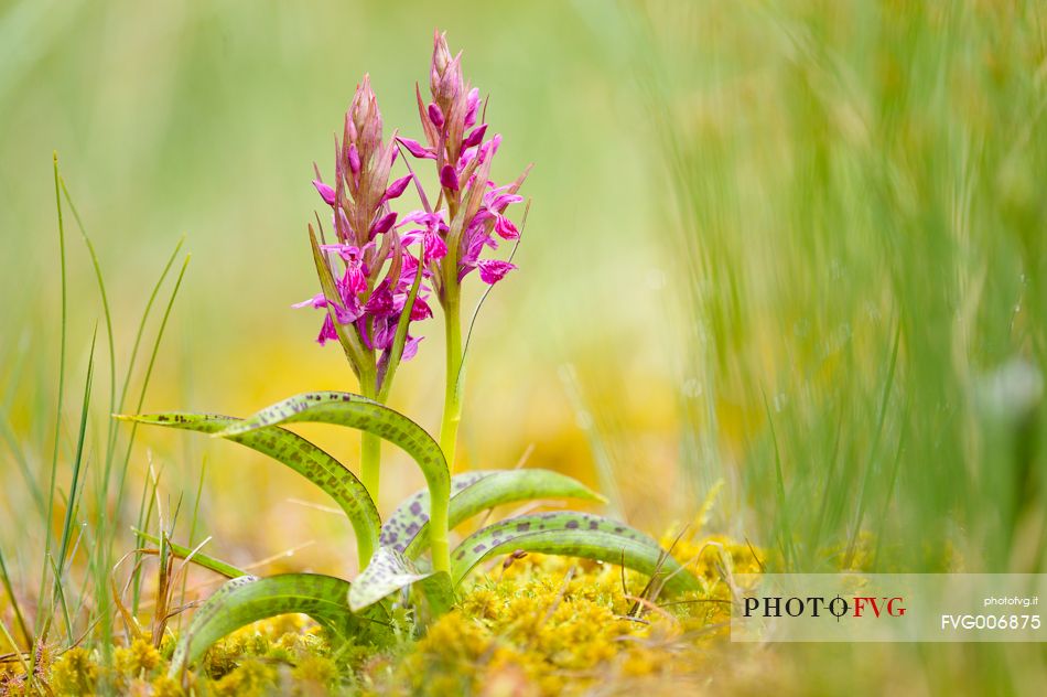 the alpine bog is enhanced by the flowering of orchids