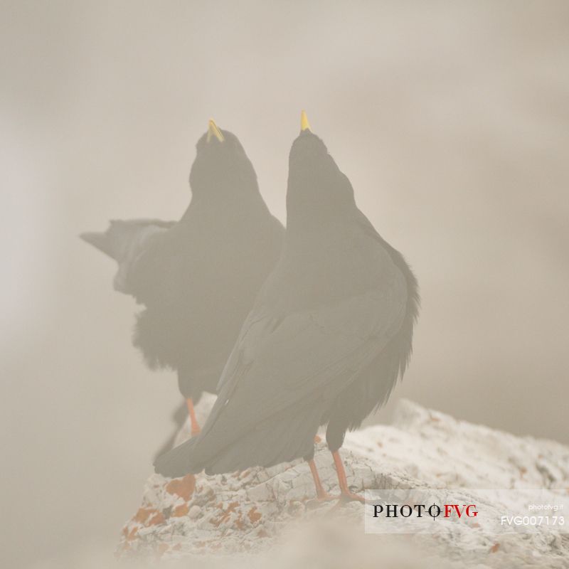 alpine chough in the morning fog at high altitude