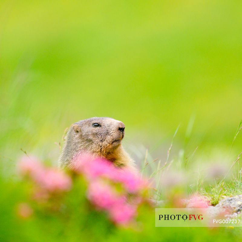 the shy marmot out among the flowers of rhododendron