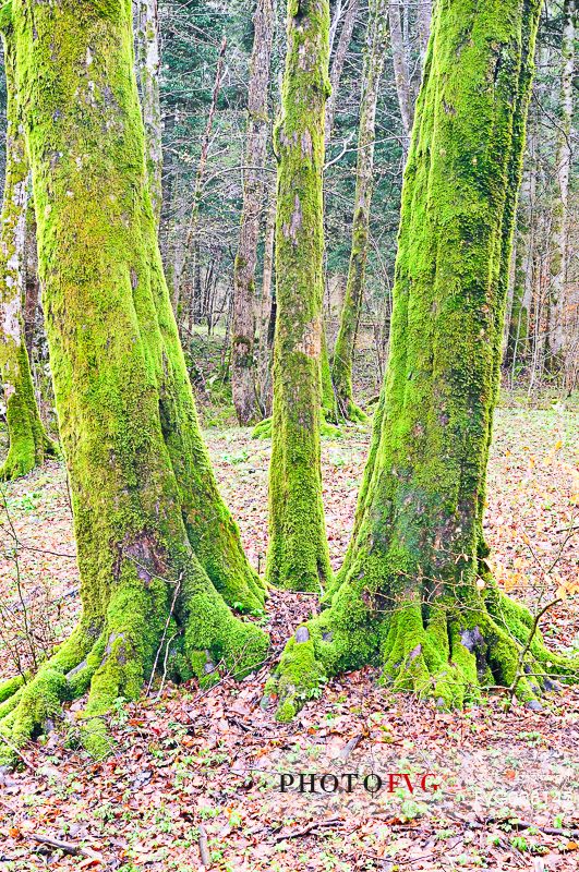The wonderful  forest of Rakov Skocjan in the spring will turn bright green thanks to the abundance of water that flows from springs