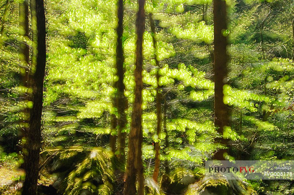 The wonderful  forest of Rakov Skocjan in the spring will turn bright green thanks to the abundance of water that flows from springs