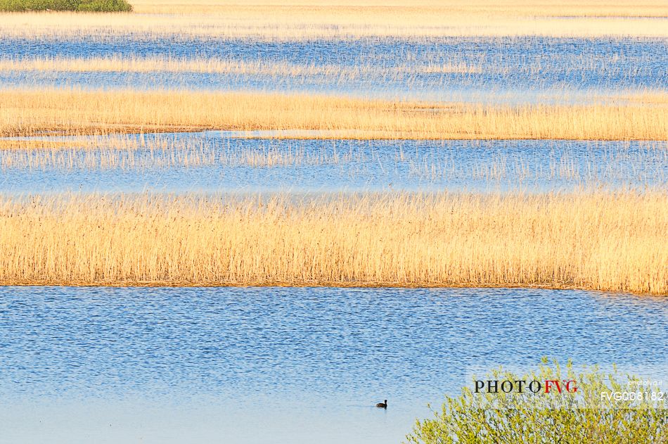 The mysterious lake Cerknica appears and disappears depending on the abundance of water