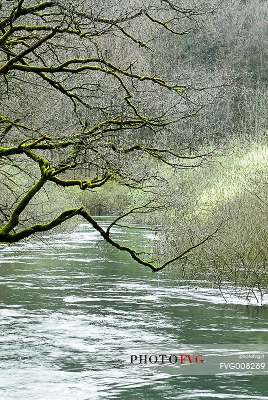 The wonderful  forest of Rakov Skocjan in the spring will turn bright green thanks to the abundance of water that flows from springs