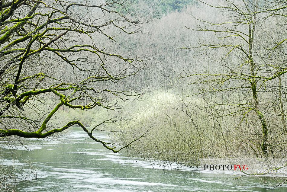 The wonderful  forest of Rakov Skocjan in the spring will turn bright green thanks to the abundance of water that flows from springs