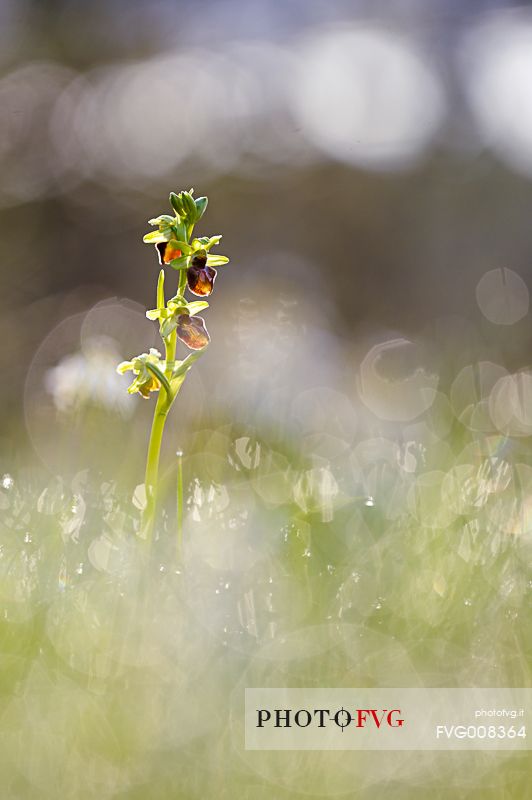 The flowering of orchid refines meadows in early spring