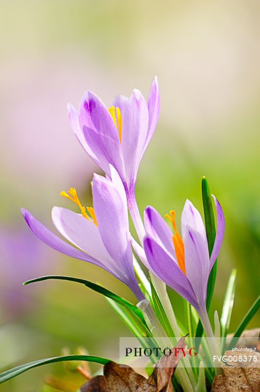 The crocus check with strength of the undergrowth still mindful of the harsh winter