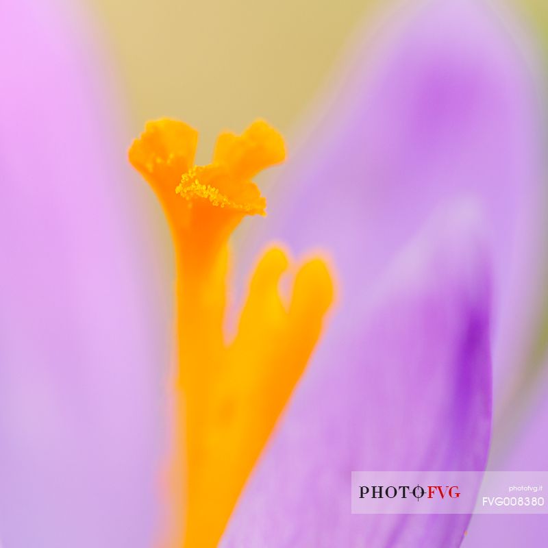 The crocus check with strength of the undergrowth still mindful of the harsh winter