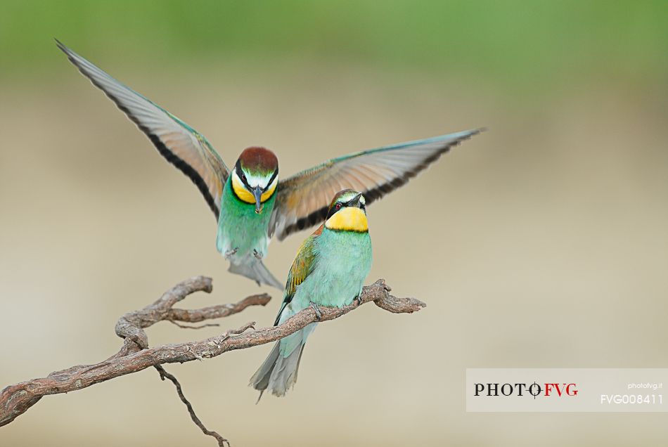The Bee-eaters, from Africa, are the most colorful birds in our avifauna
