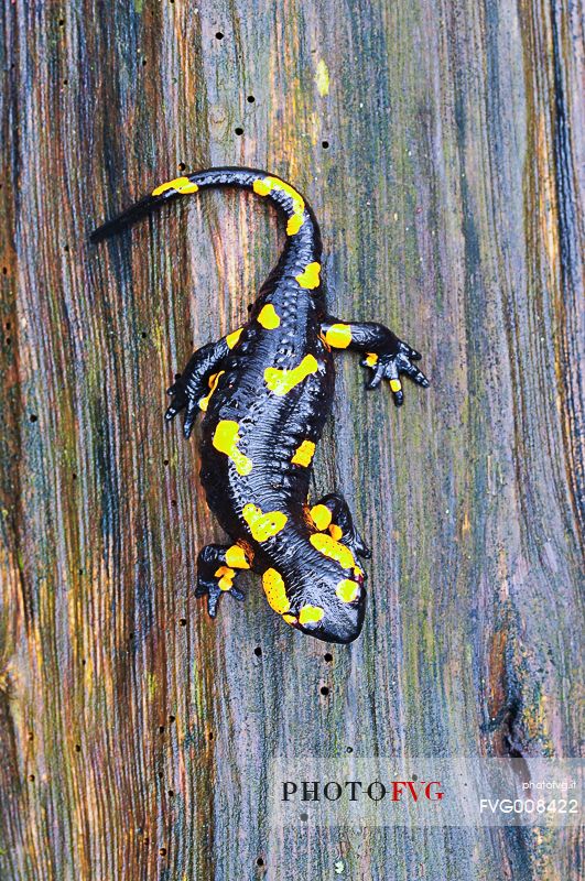 During wet weather the salamandra  colors undergrowth