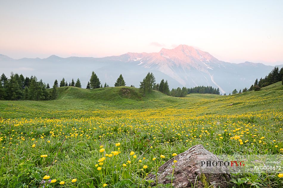 The mount Bivera emerges dawn behind a spectacular bloom of yellow buttercups
