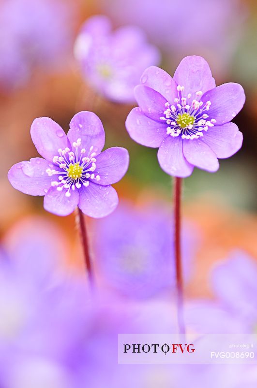 The bloom of epatica color the undergrowth and announces the arrival of spring