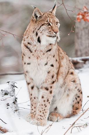 Lynx
(lynx lynx) in the forest