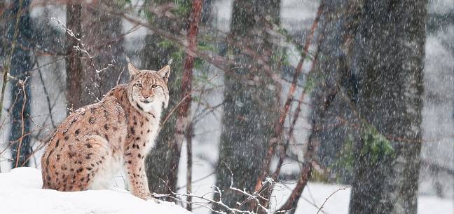 Lynx
(lynx lynx) in the forest under an intense snowfall