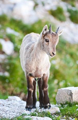 Summer,
ibex pup (capra ibex) 
mountain