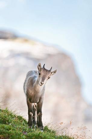 Summer,
ibex pup (capra ibex) 
mountain