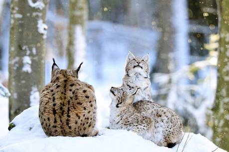 Linci (Lynx Lynx) in the
forest under an intense snowfall