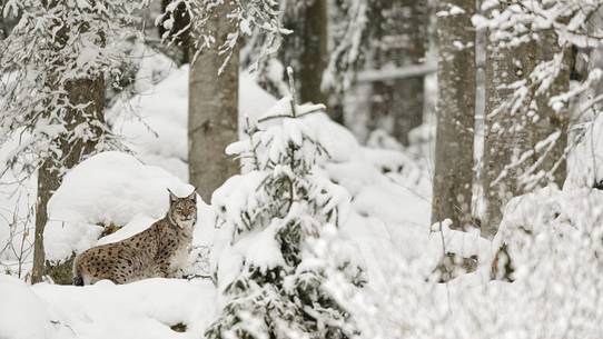 Linci (Lynx Lynx) in the
forest under an intense snowfall