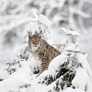 Linci (Lynx Lynx) in the
forest under an intense snowfall