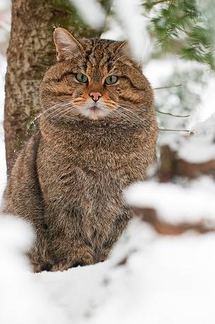 Wild cat hunting