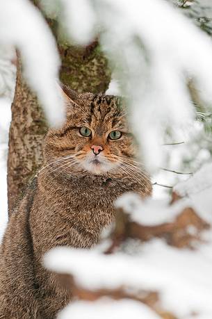 Wild cat hunting