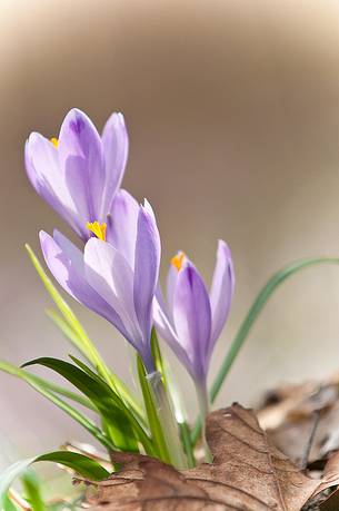 Crocus blooming announces spring season