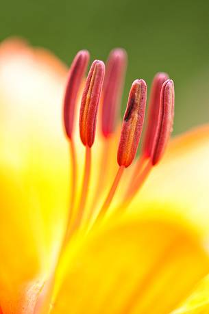 Intense colour of lily