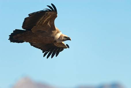 Griffon vulture in flight