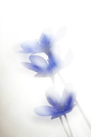 Dreaming flower