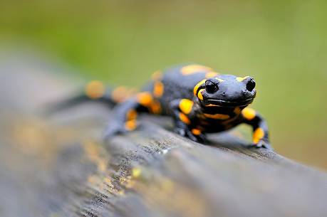 Yellow salamander comes out in a rainy day
