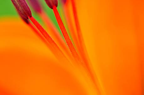 The intense colour of San Giovanni Lily