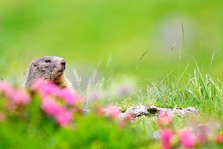 Shy alpine marmot appears among rhododendrons
