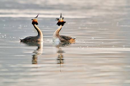 Great crested grebes