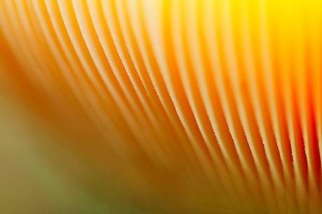 Light filtering through the lamellaes of Amanita muscaria