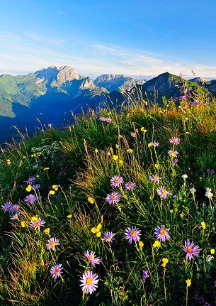 Aster flowering frames Coglians Group