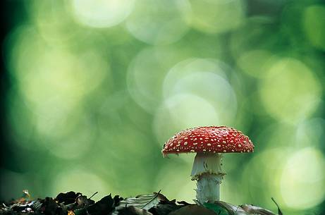 Amanita Muscaria mushroom, the poisonous mushroom