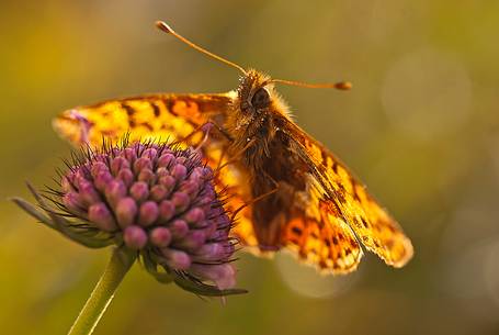 Butterfly on flower