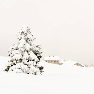 The alm of Casera Razzo wrapped in an intense snowfall