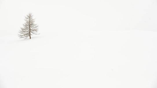 larch isolated in white snow