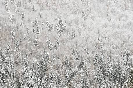 The forest after a snowfall