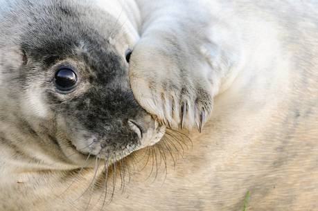 Curious loo grey seal pup on the beach