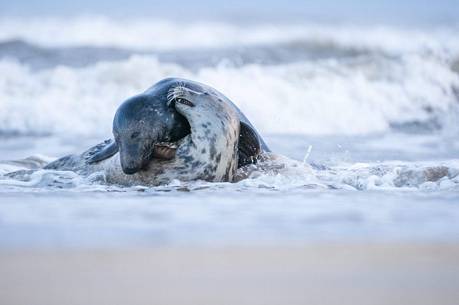 rituals of love between grey seal 