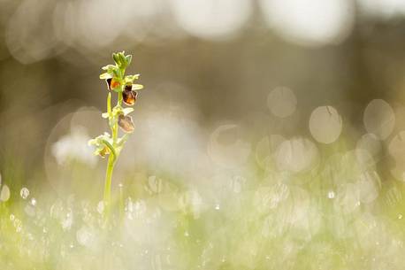 Orchis in backlight