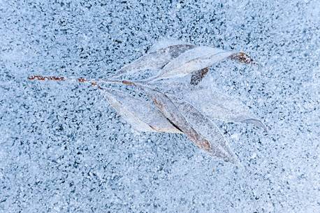 Leaf trapped in ice