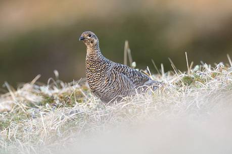 The female of Tetrao tetrix overlooking the lek