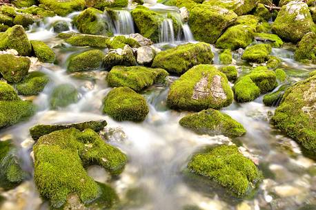 The sources of Arzino gush from rocks covered with moss