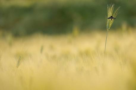 life amog the fields