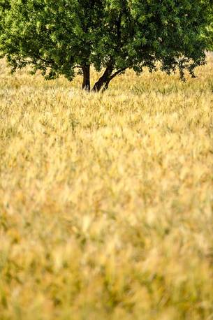 tree among rhe qeat fields