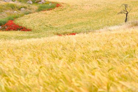 Colour amog the fields